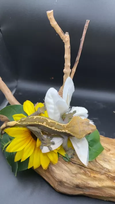 plant/Emptyback male 25g 8/7/24-0-thumbnail