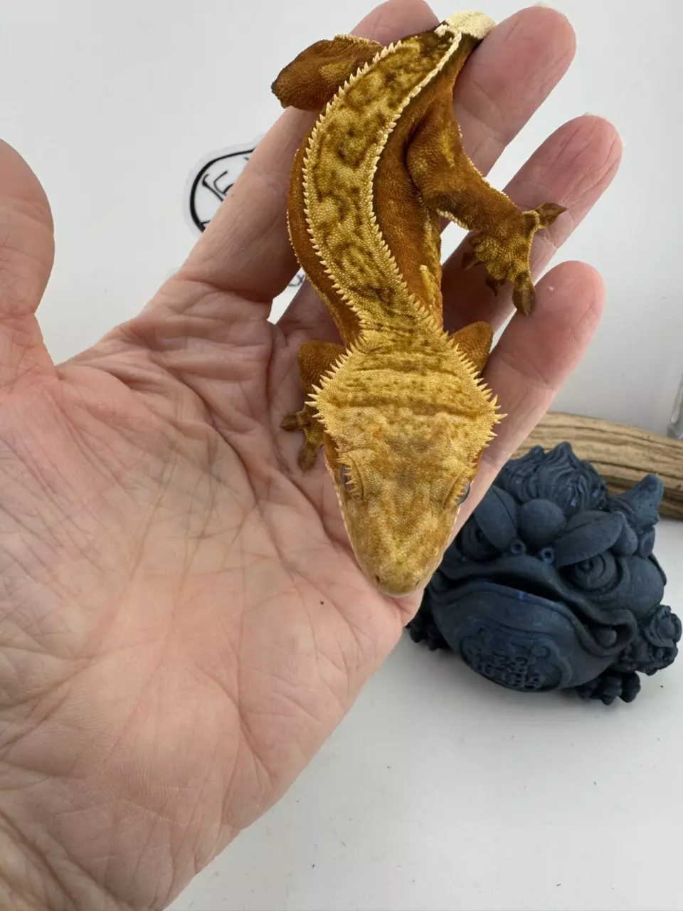 plant/Cabaret 36g Proven Female Kaiju Crested-1