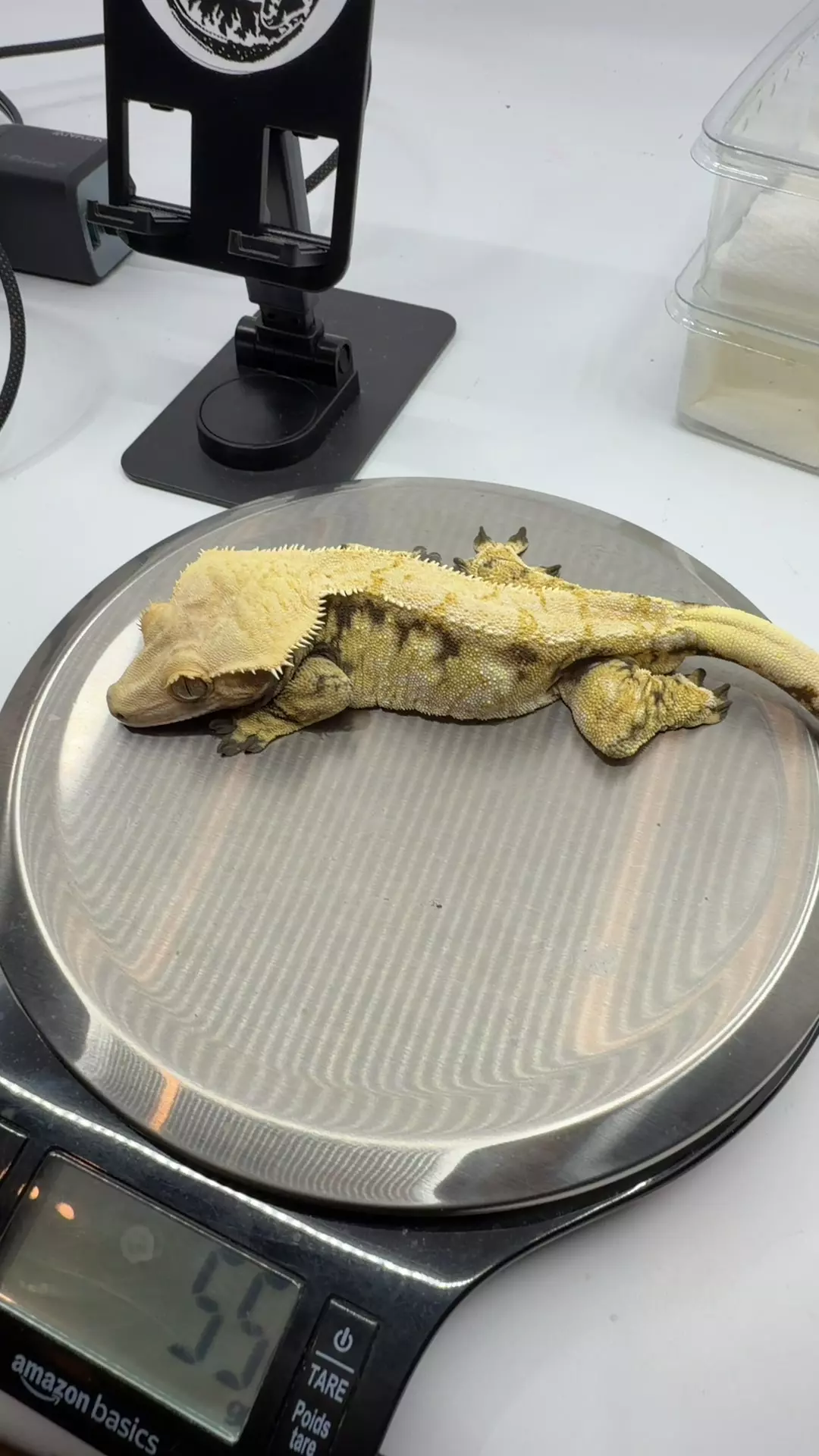 plant/55g rtb male ghost x finch-0