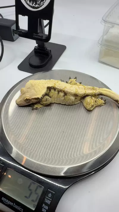 plant/55g rtb male ghost x finch-0-thumbnail