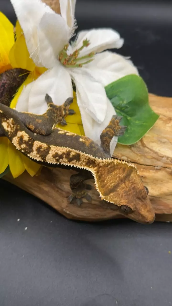 plant/Het eb whitewall 10/6/24 29g-0