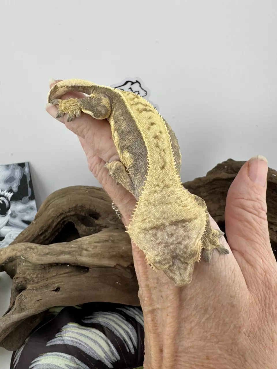 plant/GN-F1-3B 32g Female Soft Scale lavender pinstripe-1