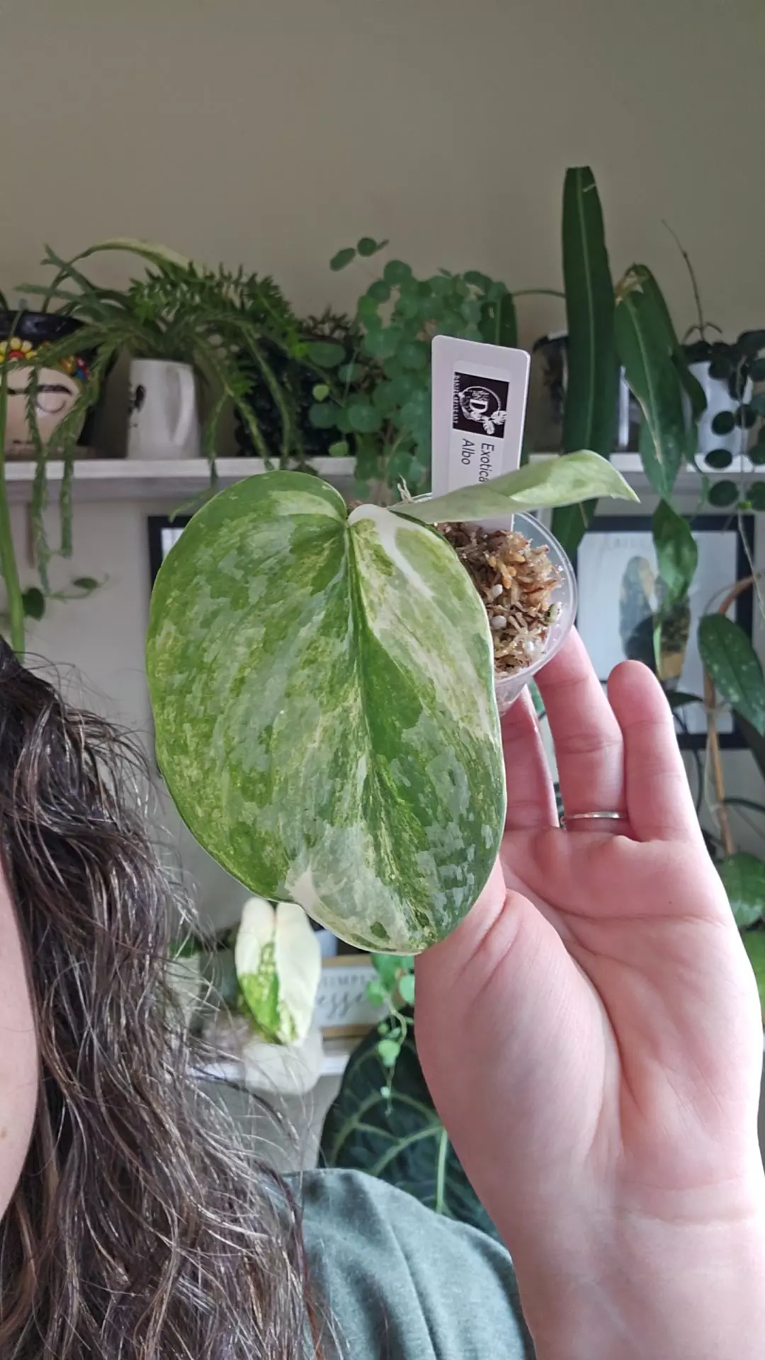 plant/exotica albo-0