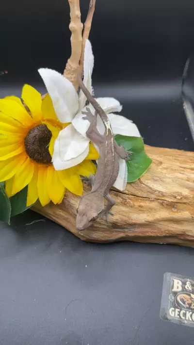 plant/Visual ax sonic x blotch 3/30/25 12g-0-thumbnail