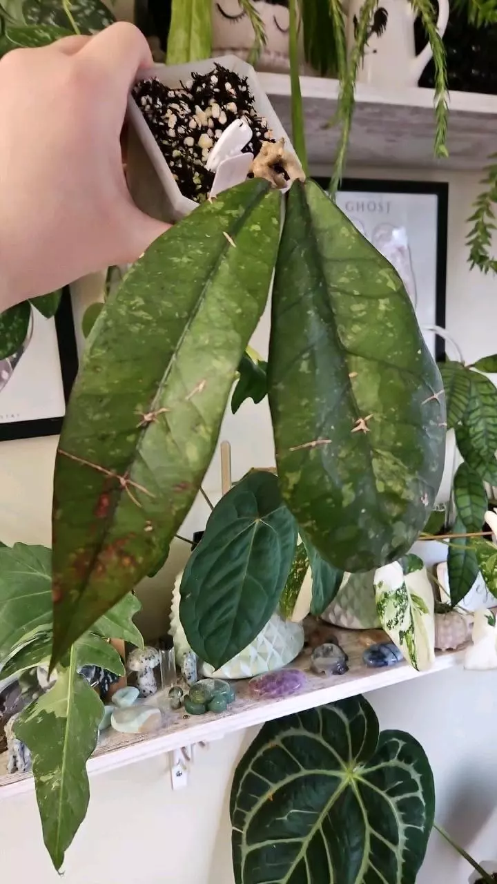 plant/aceh no name UNIQUE!-0