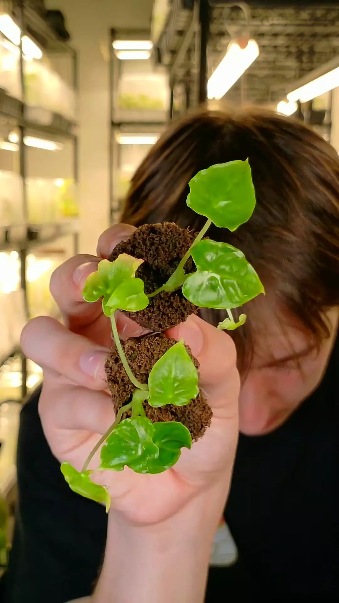 plant/alocasia frydek tattoo growers choice plug-0