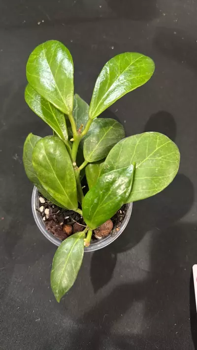 plant/C005.  Obscura-0-thumbnail