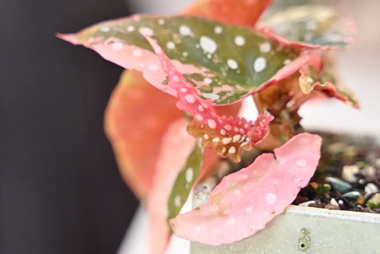 plant/Pink Maculata  / Two plants with FOUR Active growth points-4