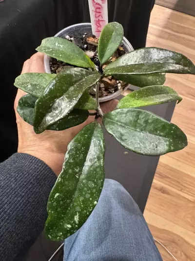 plant/C030. H. Crystal-0-thumbnail