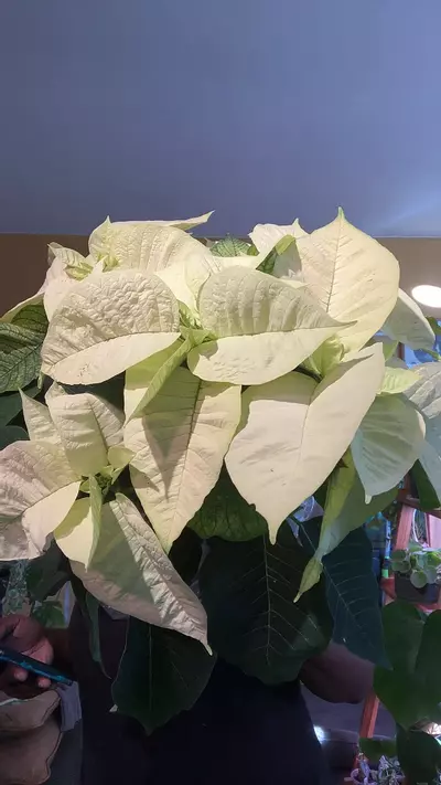 plant/Poinsettia  White-0-thumbnail
