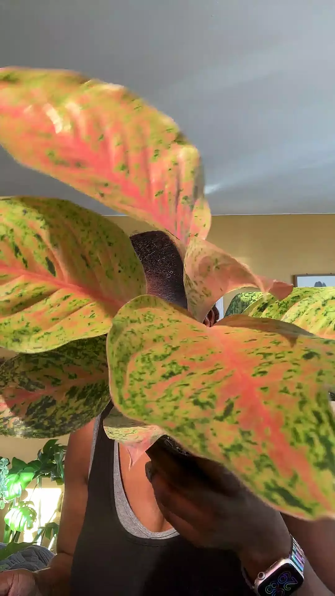 plant/Aglaonema B-0