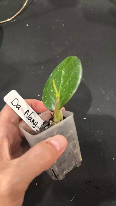 plant/C012. H. DaNang-1-thumbnail