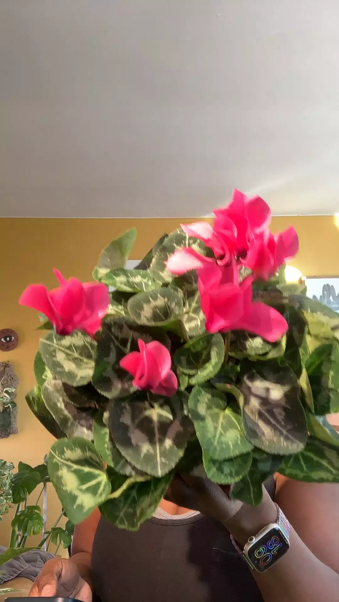 plant/Cyclamen-0
