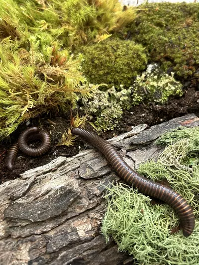 plant/Gold banded millipedes-0-thumbnail