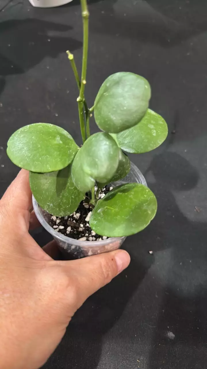 plant/C016. H. Katsbergii Clamshell-0