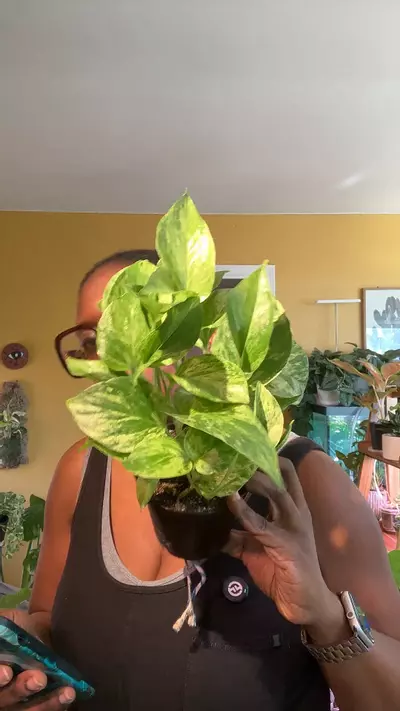 plant/pothos snow queen-0-thumbnail