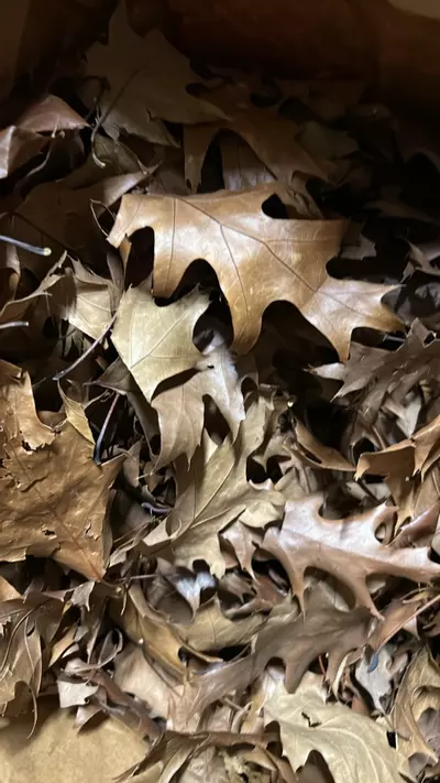 plant/Oak leaves (Black oak) 1 gallon-0-thumbnail