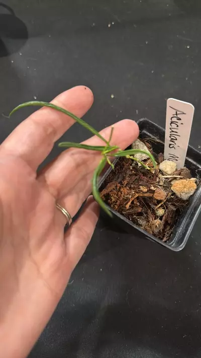 plant/C009. H. Acicularis Mutate-0-thumbnail