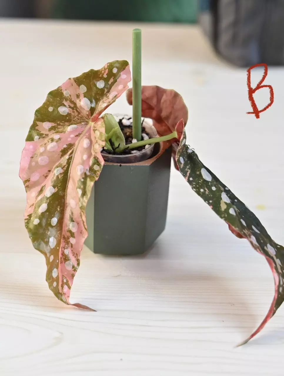 plant/Pink Maculata Begonia-3