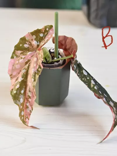 plant/Pink Maculata Begonia-3-thumbnail