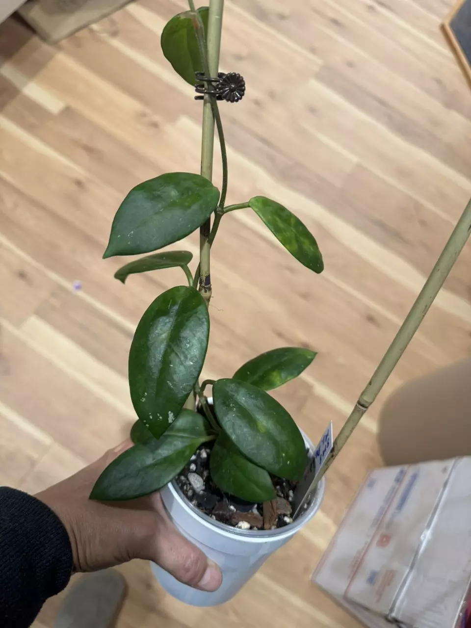 plant/C021. H. SMS Ms. Debbie-0