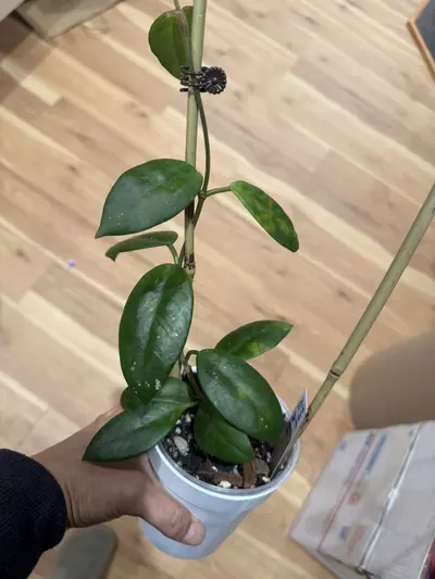 plant/C021. H. SMS Ms. Debbie-0-thumbnail