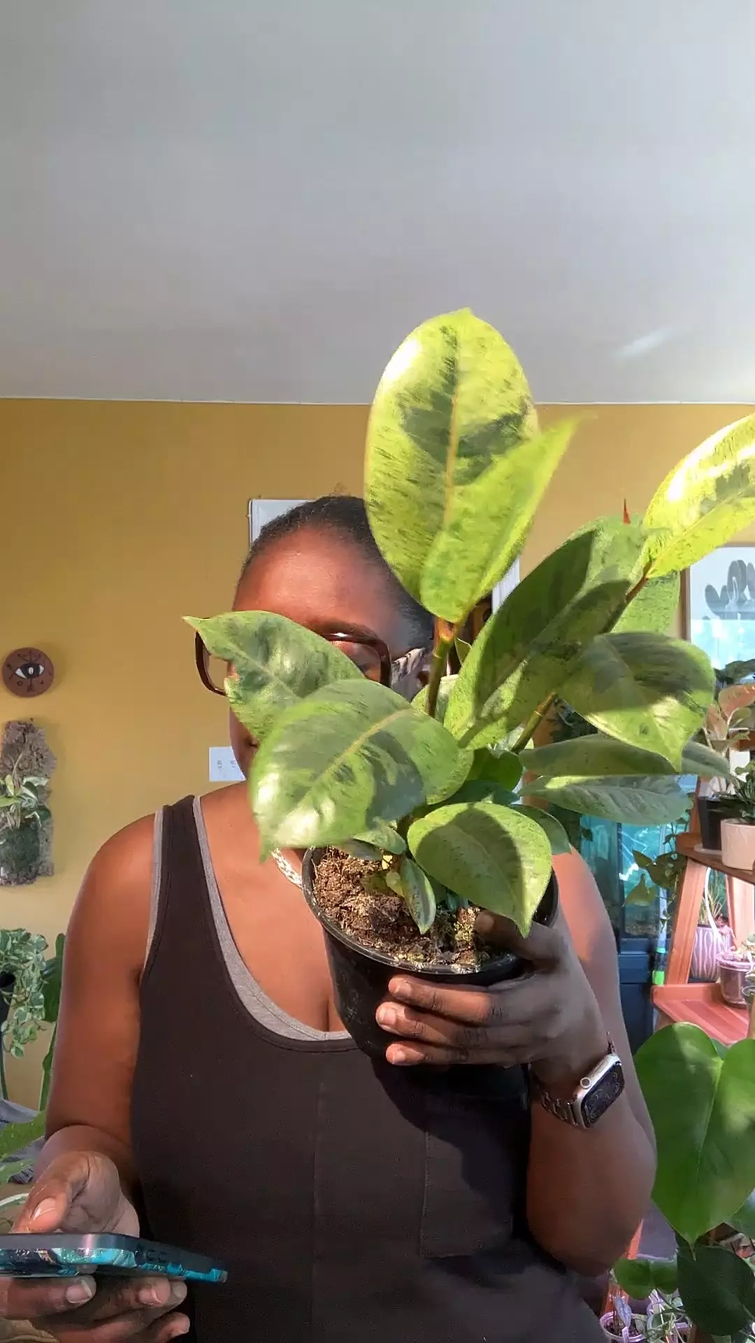 plant/Ficus Shivereana-0