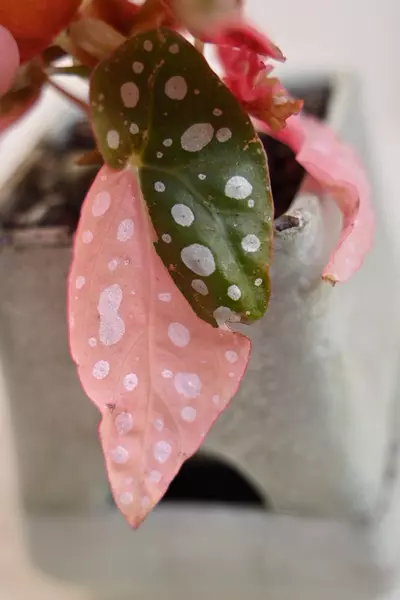 plant/Pink Maculata  / Two plants with FOUR Active growth points-3-thumbnail