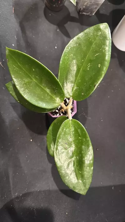 plant/C015. Rime reverted from PlantsRLife-0-thumbnail