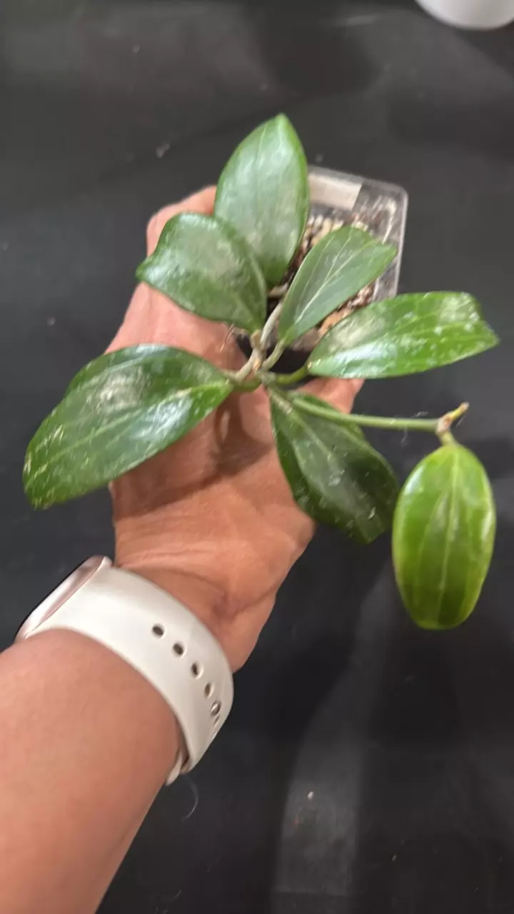 plant/C004. H. Merrilli-0