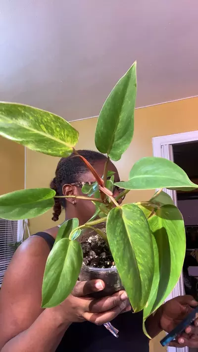 plant/Philodendron Painted Lady-0-thumbnail