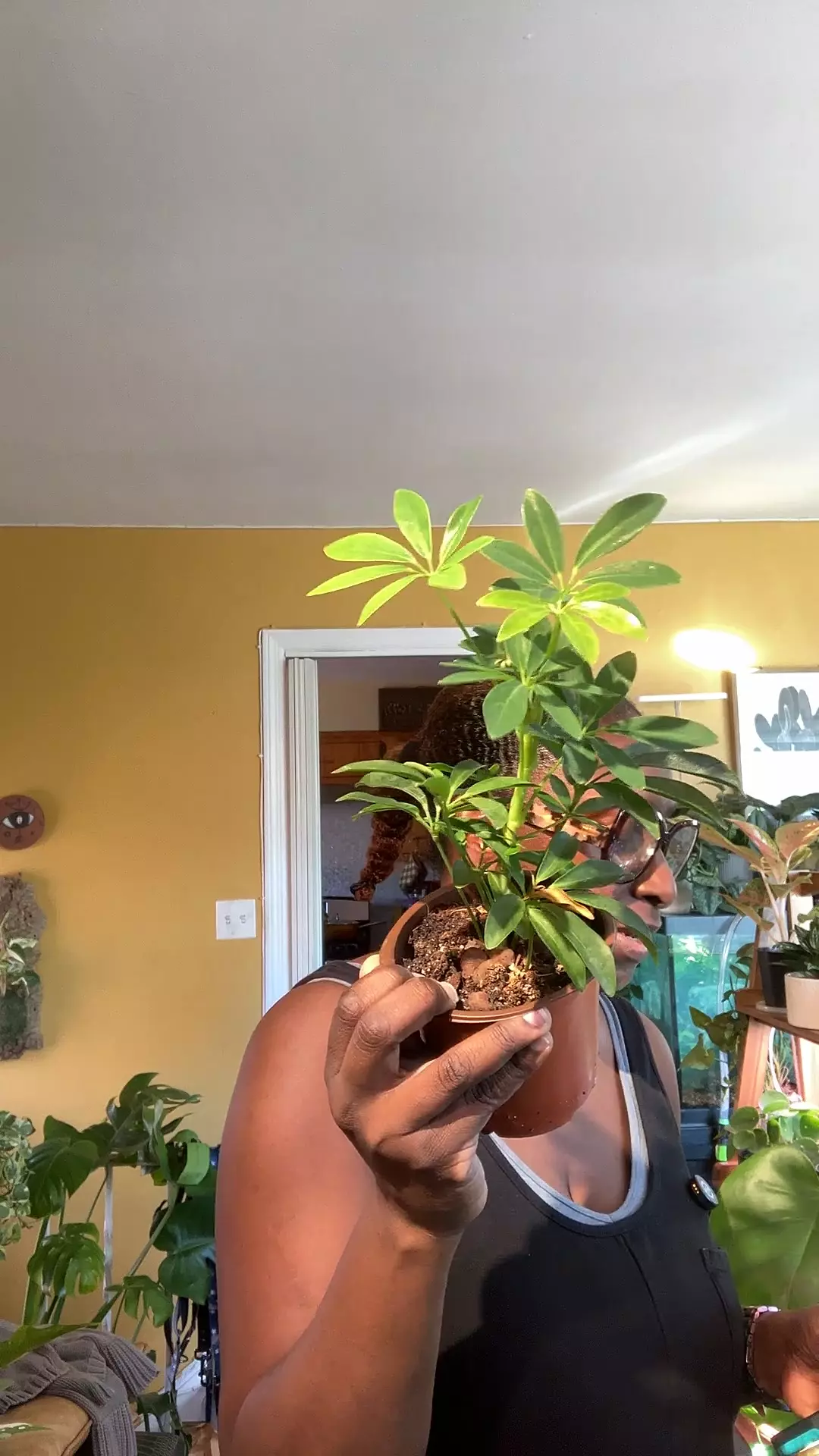 plant/Umbrella Plant-0
