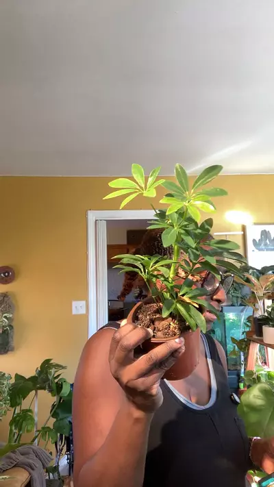 plant/Umbrella Plant-0-thumbnail