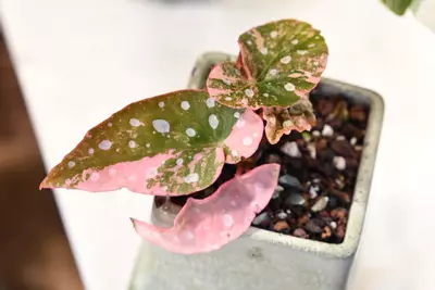 plant/Pink Maculata  / Two plants with FOUR Active growth points-2-thumbnail
