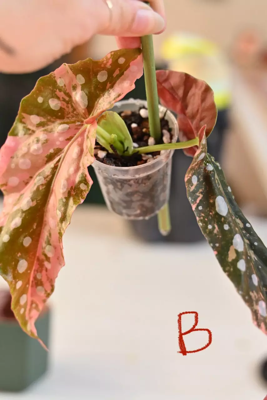 plant/Pink Maculata Begonia-1