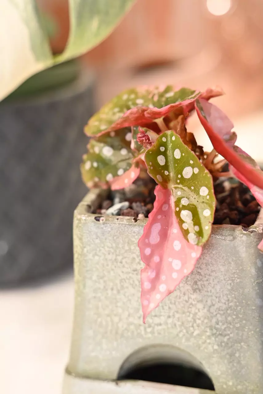 plant/Pink Maculata  / Two plants with FOUR Active growth points-0