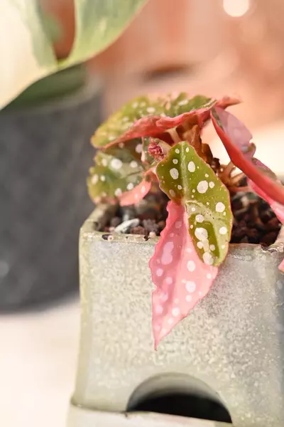 plant/Pink Maculata  / Two plants with FOUR Active growth points-0-thumbnail