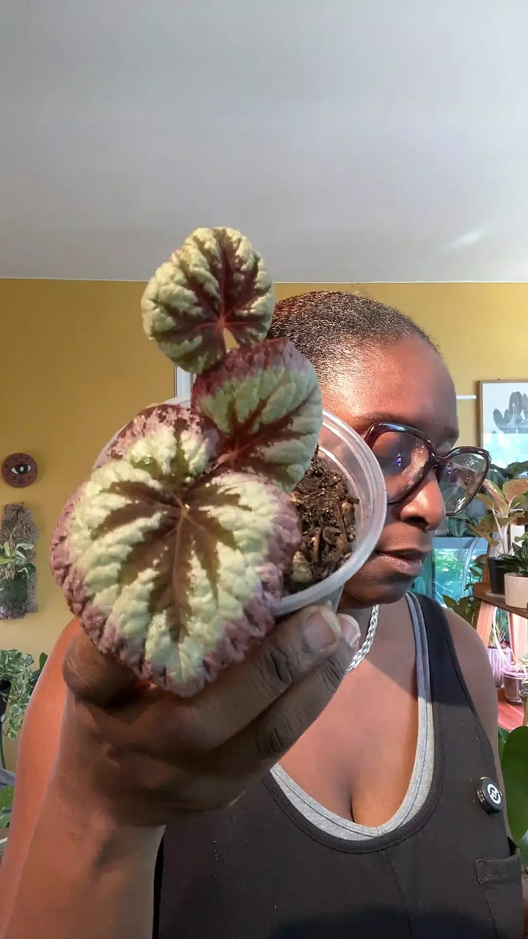 plant/Begonia Fire Woman 👩‍🚒-0