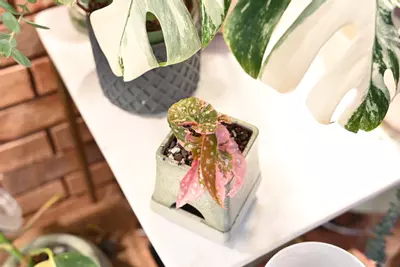 plant/Pink Maculata  / Two plants with FOUR Active growth points-1-thumbnail