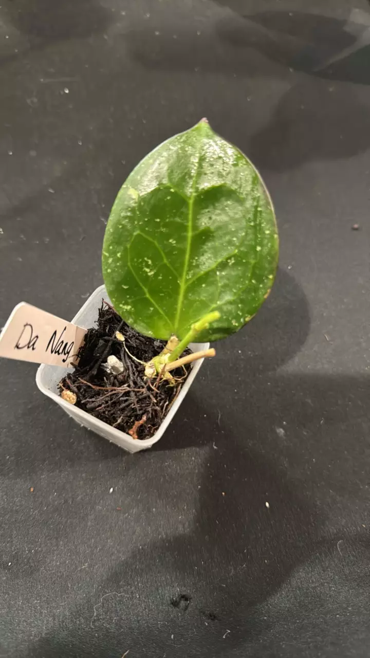 plant/C012. H. DaNang-0