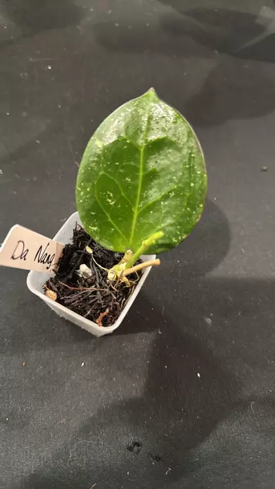 plant/C012. H. DaNang-0-thumbnail