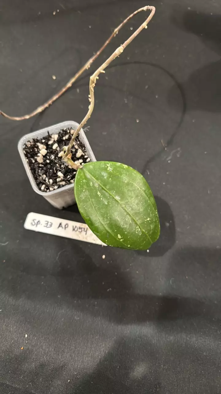 plant/C010. H. sp. 33 AP 1054-0
