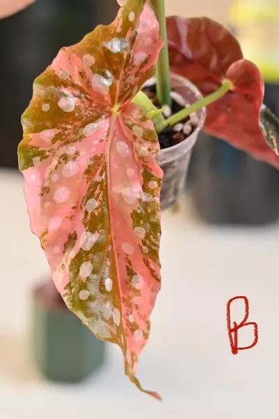 plant/Pink Maculata Begonia-0-thumbnail