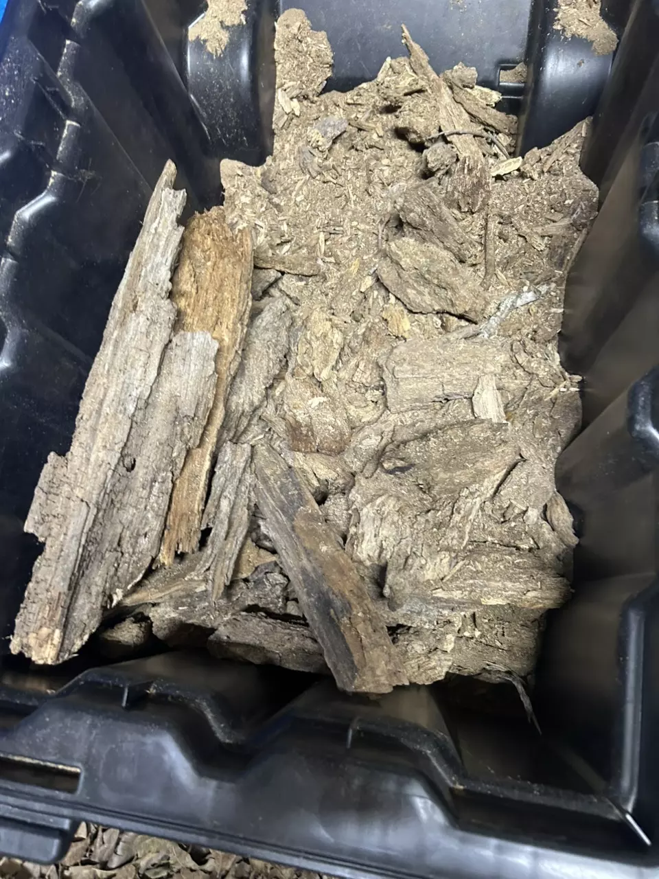 plant/decayed cottonwood-0