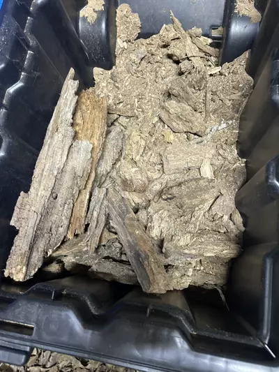 plant/decayed cottonwood-0-thumbnail