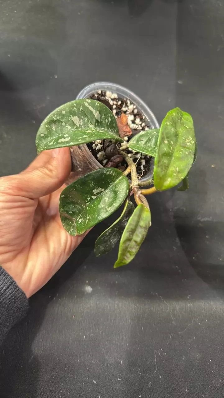 plant/C023. H. SMS June-0