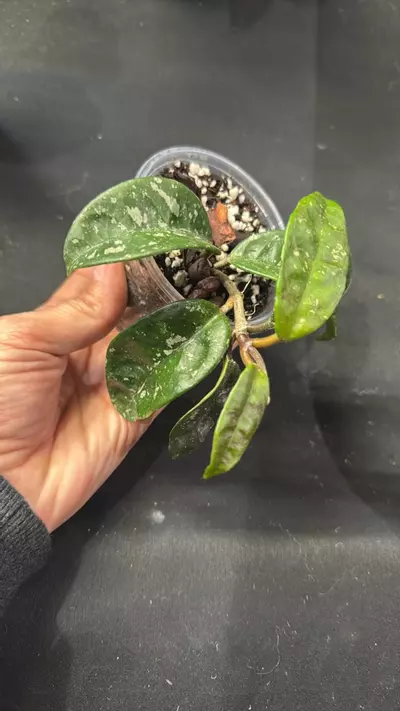 plant/C023. H. SMS June-0-thumbnail