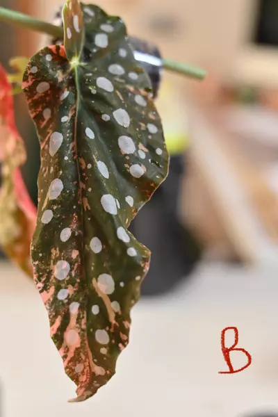plant/Pink Maculata Begonia-2-thumbnail