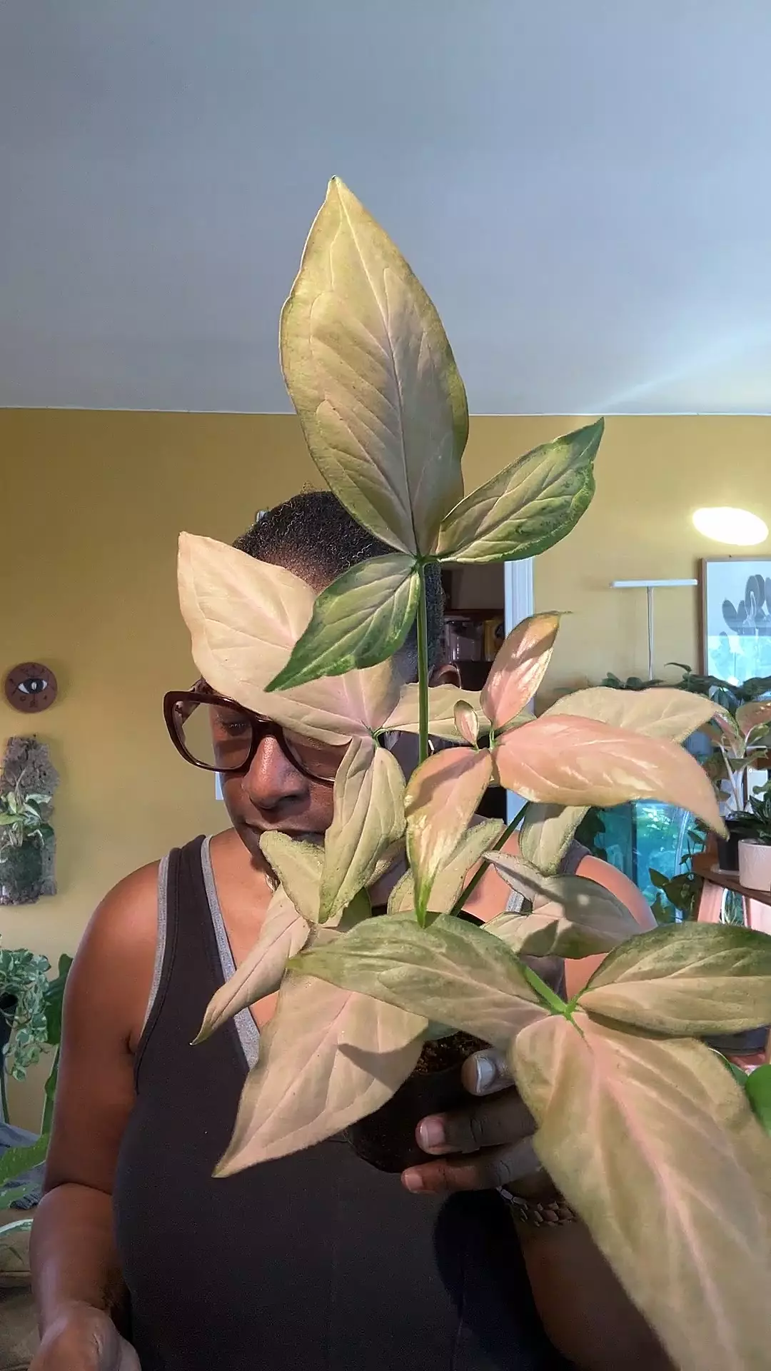 plant/Syngonium Strawberry 🍓-0