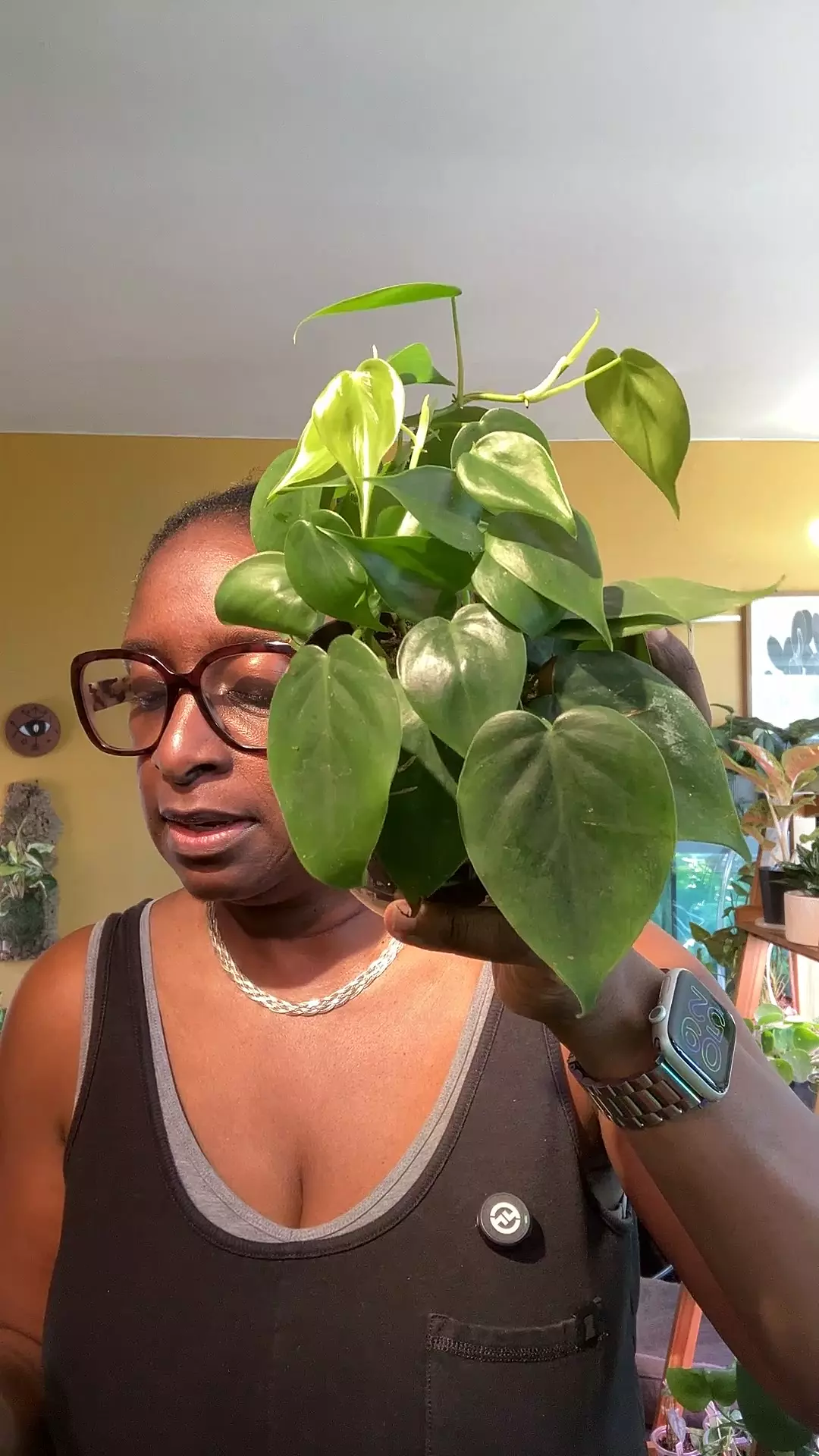 plant/Philodendron Heart leaf-0